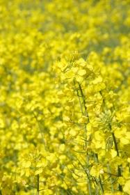 Raps (Brassica napus) 